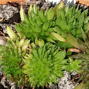 "Sempervivum 'Duremar' &ndash; eigene Z&uuml;chtung von Yvonne Rudolph (2022), Mutterpflanze: Moby Dick"