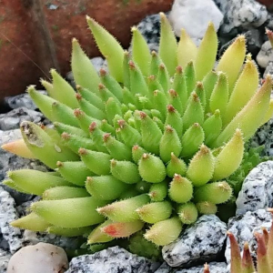 "Sempervivum 'Duremar' &ndash; eigene Z&uuml;chtung von Yvonne Rudolph (2022), Mutterpflanze: Moby Dick"