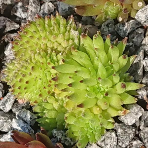 "Sempervivum 'Duremar' &ndash; eigene Z&uuml;chtung von Yvonne Rudolph (2022), Mutterpflanze: Moby Dick"