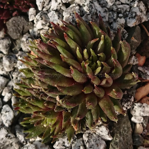 "Sempervivum 'Green Sticks' &ndash; eigene Z&uuml;chtung von Yvonne Rudolph (2022), Mutterpflanze: Moby Dick"