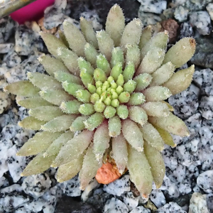 "Sempervivum 'Green Sticks' &ndash; eigene Z&uuml;chtung von Yvonne Rudolph (2022), Mutterpflanze: Moby Dick"