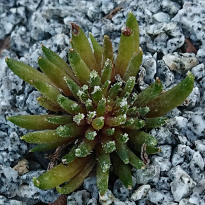 "Sempervivum 'Green Sticks' &ndash; eigene Z&uuml;chtung von Yvonne Rudolph (2022), Mutterpflanze: Moby Dick"