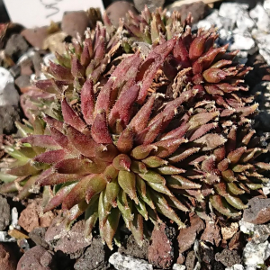 "Sempervivum 'Green Sticks' &ndash; eigene Z&uuml;chtung von Yvonne Rudolph (2022), Mutterpflanze: Moby Dick"