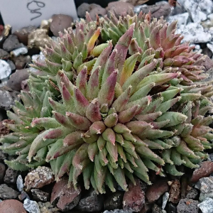 "Sempervivum 'Green Sticks' &ndash; eigene Z&uuml;chtung von Yvonne Rudolph (2022), Mutterpflanze: Moby Dick"