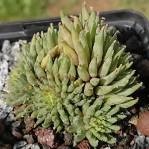 "Sempervivum 'Green Sticks' &ndash; eigene Z&uuml;chtung von Yvonne Rudolph (2022), Mutterpflanze: Moby Dick"