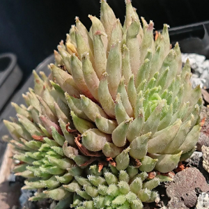 "Sempervivum 'Green Sticks' &ndash; eigene Z&uuml;chtung von Yvonne Rudolph (2022), Mutterpflanze: Moby Dick"