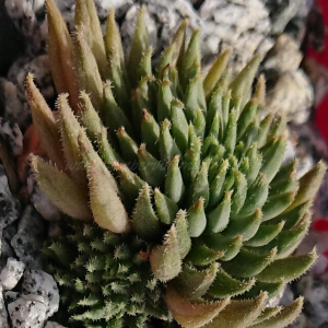 "Sempervivum 'Green Sticks' &ndash; eigene Z&uuml;chtung von Yvonne Rudolph (2022), Mutterpflanze: Moby Dick"