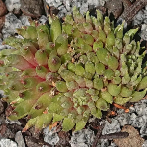 "Sempervivum 'Green Sticks' &ndash; eigene Z&uuml;chtung von Yvonne Rudolph (2022), Mutterpflanze: Moby Dick"