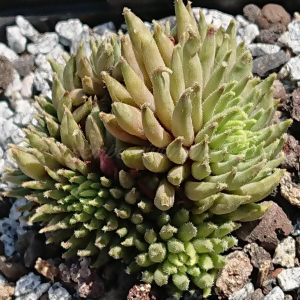 "Sempervivum 'Green Sticks' &ndash; eigene Z&uuml;chtung von Yvonne Rudolph (2022), Mutterpflanze: Moby Dick"