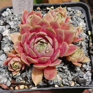 "Sempervivum 'Harbour Island' &ndash; eigene Z&uuml;chtung von Yvonne Rudolph (2021), Mutterpflanze: Sky Rockoon"