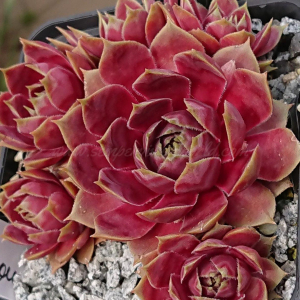 "Sempervivum 'Harbour Island' &ndash; eigene Z&uuml;chtung von Yvonne Rudolph (2021), Mutterpflanze: Sky Rockoon"