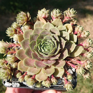 "Sempervivum 'Harbour Island' &ndash; eigene Z&uuml;chtung von Yvonne Rudolph (2021), Mutterpflanze: Sky Rockoon"