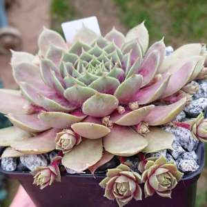 "Sempervivum 'Harbour Island' &ndash; eigene Z&uuml;chtung von Yvonne Rudolph (2021), Mutterpflanze: Sky Rockoon"