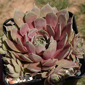 "Sempervivum 'Harbour Island' &ndash; eigene Z&uuml;chtung von Yvonne Rudolph (2021), Mutterpflanze: Sky Rockoon"