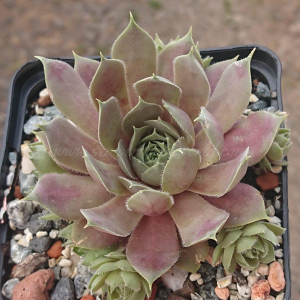 "Sempervivum 'Harbour Island' &ndash; eigene Z&uuml;chtung von Yvonne Rudolph (2021), Mutterpflanze: Sky Rockoon"