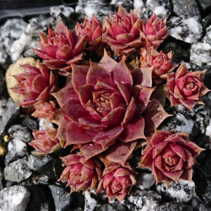 "Sempervivum 'Harbour Island' &ndash; eigene Z&uuml;chtung von Yvonne Rudolph (2021), Mutterpflanze: Sky Rockoon"