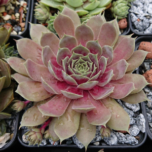 "Sempervivum 'Harbour Island' &ndash; eigene Z&uuml;chtung von Yvonne Rudolph (2021), Mutterpflanze: Sky Rockoon"