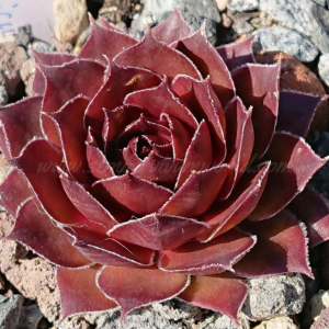 "Sempervivum 'Juicy Orange' &ndash; eigene Z&uuml;chtung von Yvonne Rudolph (2021), Mutterpflanze: Lotus"
