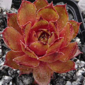 "Sempervivum 'Juicy Orange' &ndash; eigene Z&uuml;chtung von Yvonne Rudolph (2021), Mutterpflanze: Lotus"