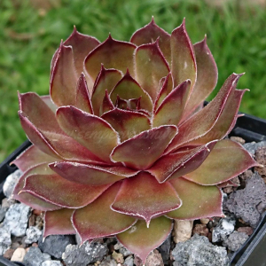 "Sempervivum 'Juicy Orange' &ndash; eigene Z&uuml;chtung von Yvonne Rudolph (2021), Mutterpflanze: Lotus"