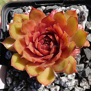 "Sempervivum 'Juicy Orange' &ndash; eigene Z&uuml;chtung von Yvonne Rudolph (2021), Mutterpflanze: Lotus"