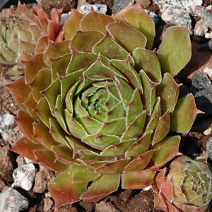 "Sempervivum 'Juicy Orange' &ndash; eigene Z&uuml;chtung von Yvonne Rudolph (2021), Mutterpflanze: Lotus"