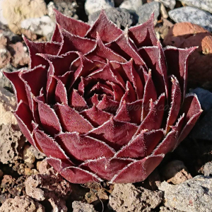 "Sempervivum 'Juicy Orange' &ndash; eigene Z&uuml;chtung von Yvonne Rudolph (2021), Mutterpflanze: Lotus"