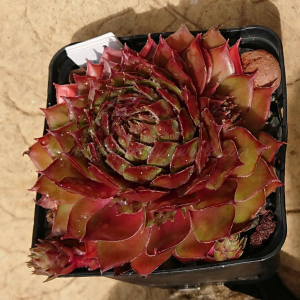 "Sempervivum 'Juicy Orange' &ndash; eigene Z&uuml;chtung von Yvonne Rudolph (2021), Mutterpflanze: Lotus"
