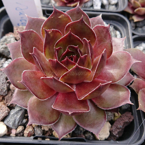 "Sempervivum 'Juicy Orange' &ndash; eigene Z&uuml;chtung von Yvonne Rudolph (2021), Mutterpflanze: Lotus"