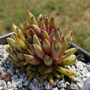 "Sempervivum 'Karabas' &ndash; eigene Z&uuml;chtung von Yvonne Rudolph (2022), Mutterpflanze: Moby Dick"