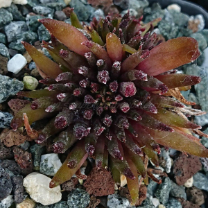 "Sempervivum 'Karabas' &ndash; eigene Z&uuml;chtung von Yvonne Rudolph (2022), Mutterpflanze: Moby Dick"