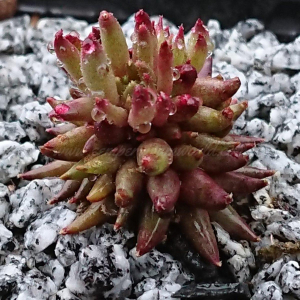 "Sempervivum 'Karabas' &ndash; eigene Z&uuml;chtung von Yvonne Rudolph (2022), Mutterpflanze: Moby Dick"