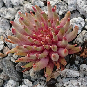 "Sempervivum 'Karabas' &ndash; eigene Z&uuml;chtung von Yvonne Rudolph (2022), Mutterpflanze: Moby Dick"