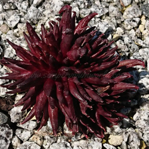 "Sempervivum 'Karabas' &ndash; eigene Z&uuml;chtung von Yvonne Rudolph (2022), Mutterpflanze: Moby Dick"