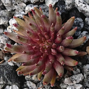 "Sempervivum 'Karabas' &ndash; eigene Z&uuml;chtung von Yvonne Rudolph (2022), Mutterpflanze: Moby Dick"