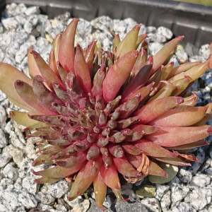 "Sempervivum 'Karabas' &ndash; eigene Z&uuml;chtung von Yvonne Rudolph (2022), Mutterpflanze: Moby Dick"