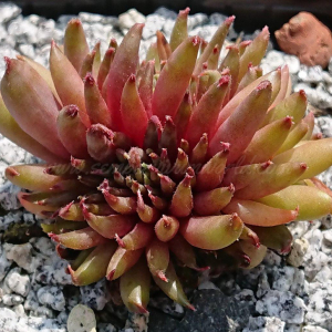 "Sempervivum 'Karabas' &ndash; eigene Z&uuml;chtung von Yvonne Rudolph (2022), Mutterpflanze: Moby Dick"