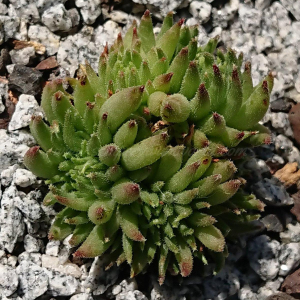 "Sempervivum 'Luma' &ndash; eigene Z&uuml;chtung von Yvonne Rudolph (2022), Mutterpflanze: Moby Dick"