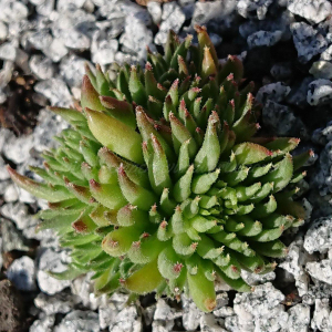 "Sempervivum 'Luma' &ndash; eigene Z&uuml;chtung von Yvonne Rudolph (2022), Mutterpflanze: Moby Dick"
