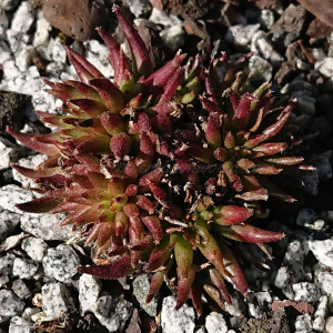 "Sempervivum 'Luma' &ndash; eigene Z&uuml;chtung von Yvonne Rudolph (2022), Mutterpflanze: Moby Dick"