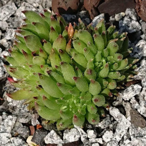 "Sempervivum 'Luma &ndash; eigene Z&uuml;chtung von Yvonne Rudolph (2022), Mutterpflanze: Moby Dick"