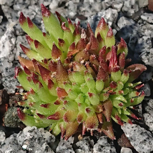 "Sempervivum 'Luma' &ndash; eigene Z&uuml;chtung von Yvonne Rudolph (2022), Mutterpflanze: Moby Dick"