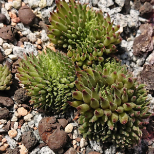 "Sempervivum 'Matuku' &ndash; eigene Z&uuml;chtung von Yvonne Rudolph (2022), Mutterpflanze: Moby Dick"