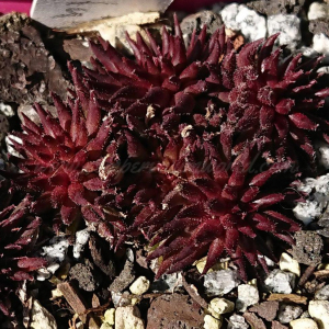 "Sempervivum 'Matuku' &ndash; eigene Z&uuml;chtung von Yvonne Rudolph (2022), Mutterpflanze: Moby Dick"