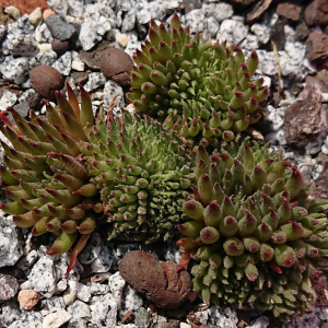 "Sempervivum 'Matuku' &ndash; eigene Z&uuml;chtung von Yvonne Rudolph (2022), Mutterpflanze: Moby Dick"