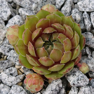 "Sempervivum 'Matuku' &ndash; eigene Z&uuml;chtung von Yvonne Rudolph (2022), Mutterpflanze: Moby Dick"