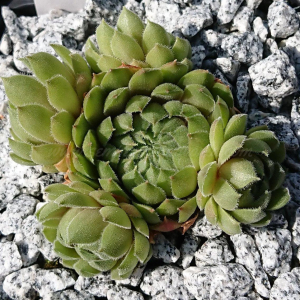 "Sempervivum 'Matuku' &ndash; eigene Z&uuml;chtung von Yvonne Rudolph (2022), Mutterpflanze: Moby Dick"