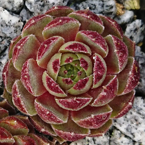 "Sempervivum 'Matuku' &ndash; eigene Z&uuml;chtung von Yvonne Rudolph (2022), Mutterpflanze: Moby Dick"