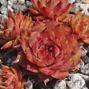 "Sempervivum 'Nataliya' &ndash; eigene Z&uuml;chtung von Yvonne Rudolph (2021), Mutterpflanze: Moby Dick"