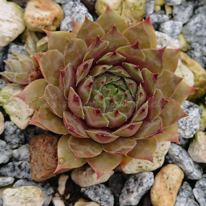 "Sempervivum 'Nataliya' &ndash; eigene Z&uuml;chtung von Yvonne Rudolph (2021), Mutterpflanze: Moby Dick"